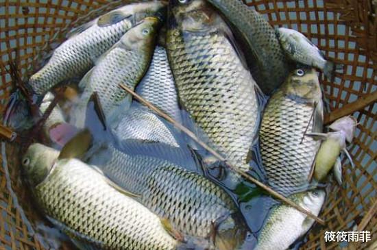 筱筱雨菲|菜市场的鱼贩子为什么都喜欢用黑色塑料袋？