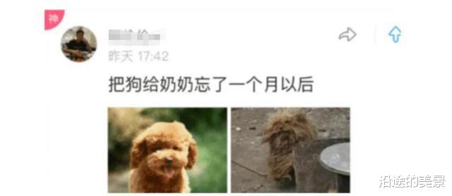 帅哥|“把狗子放奶奶家一个月，这放荡不羁的发型，真豪放啊！”哈哈哈