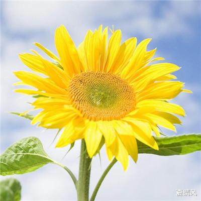 夏晴风|脾气越温，福气越多