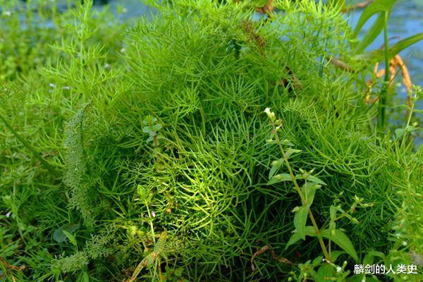 |【地球生物全系列——植物篇】植物界—帚蕨门