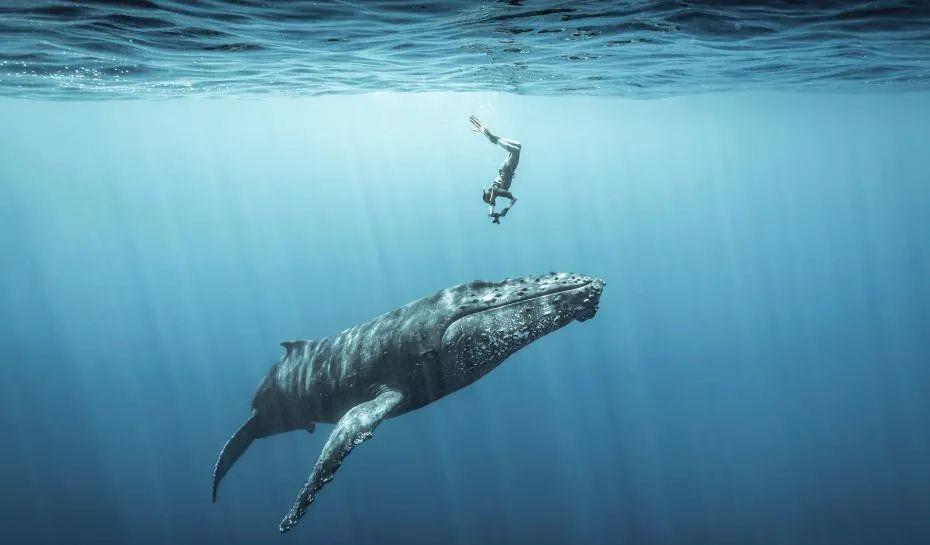 马里亚纳海沟 为什么有的人对深海有恐惧感？深海中到底有哪些神秘的未知？