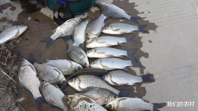 |夏天钓鱼有南风，往往都是一场空，简单3招应变，别人没口你连竿