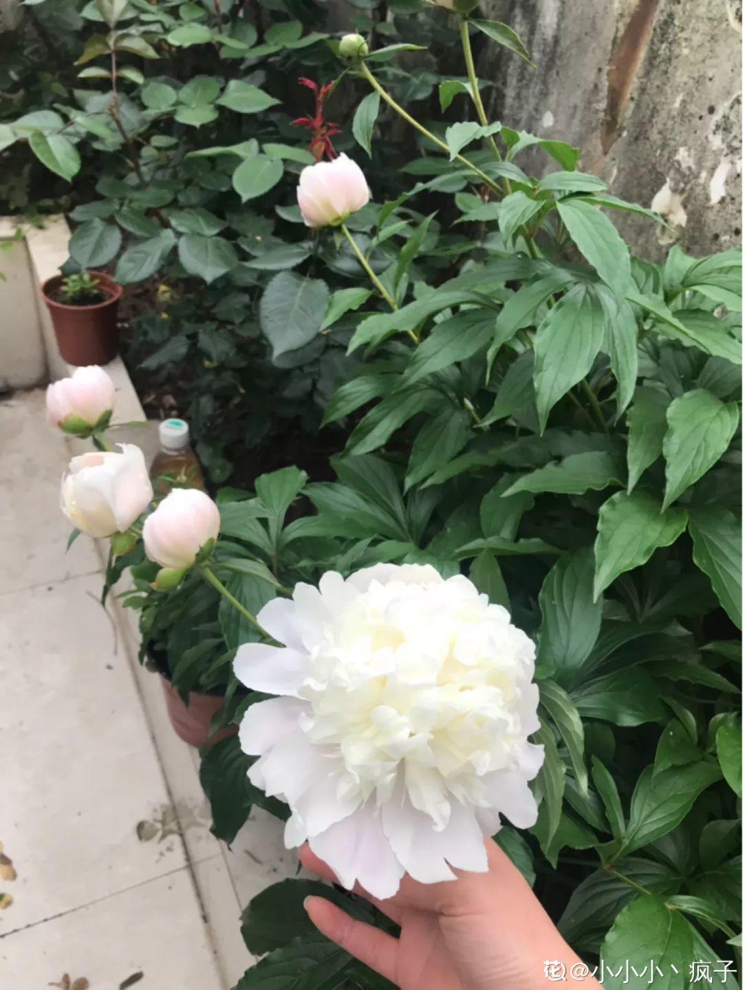 7种花冬天会假死,叶子掉光不要扔,明年还能大爆花!