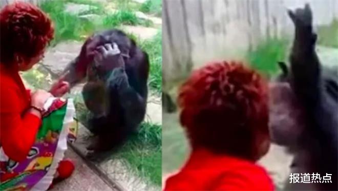 黑猩猩 与黑猩猩恋爱有未来吗？人猩结合能否有后代？科学家早已做过实验