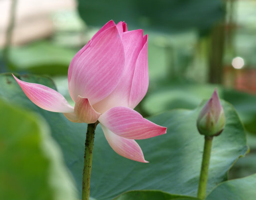 星临天下|8月份,吉星进门,4属相机遇不断,添福添财,日子越来越旺