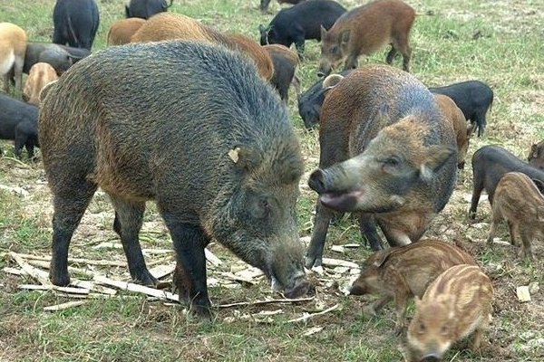 野猪为何胆敢吃蛇?如果把它们放在大连蛇岛,毒蛇会被消灭吗?