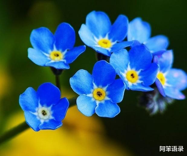 阿笨语录|3种“仙气花”，弄个小盆养，一年四季不管它，花越开越旺！