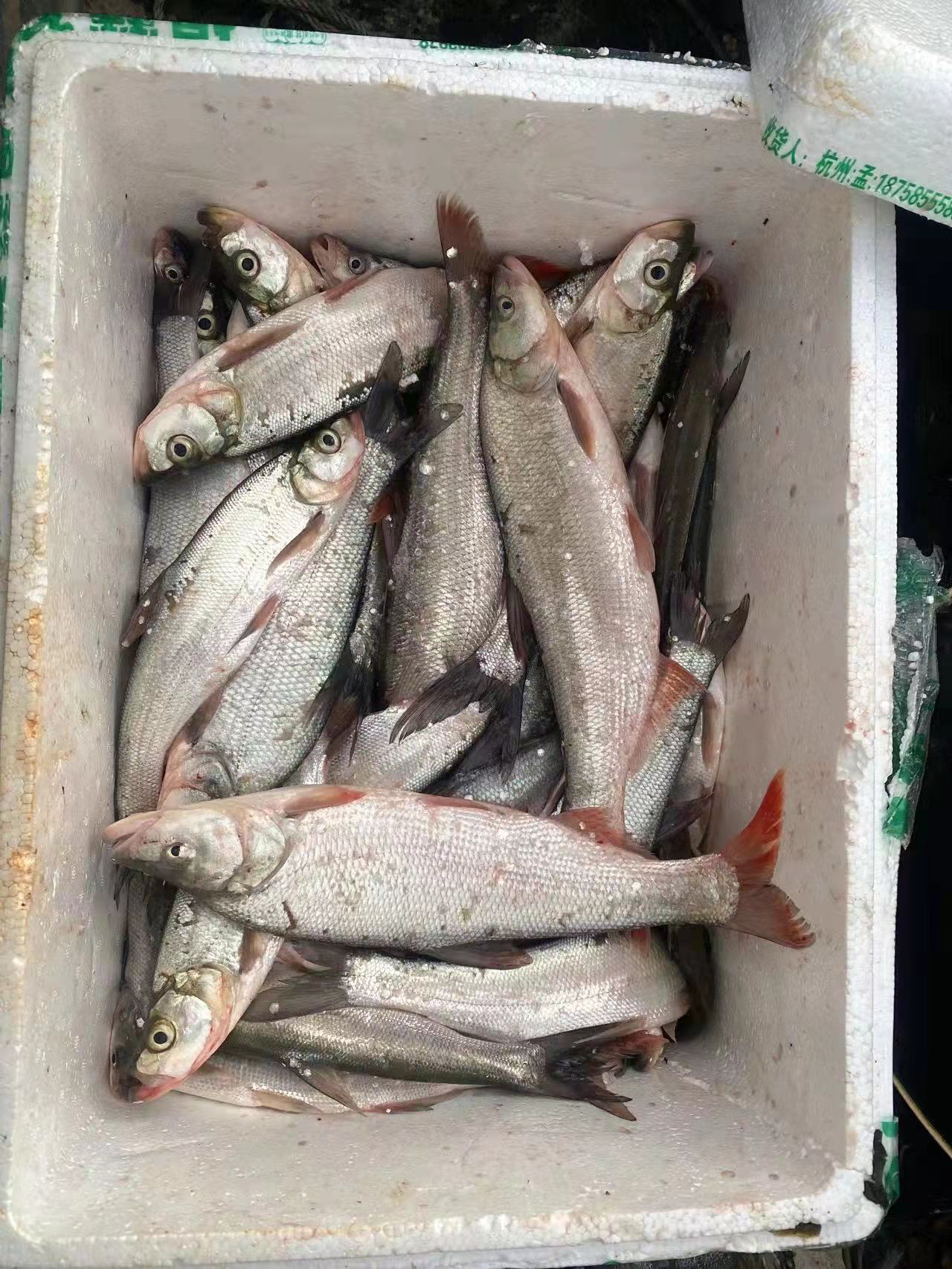 饵料|钓鱼的应变之的方法，没鱼最好的钓法只有最适合的方法