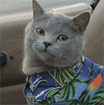 高血脂|前列腺炎要想好，这5类东西不能碰！