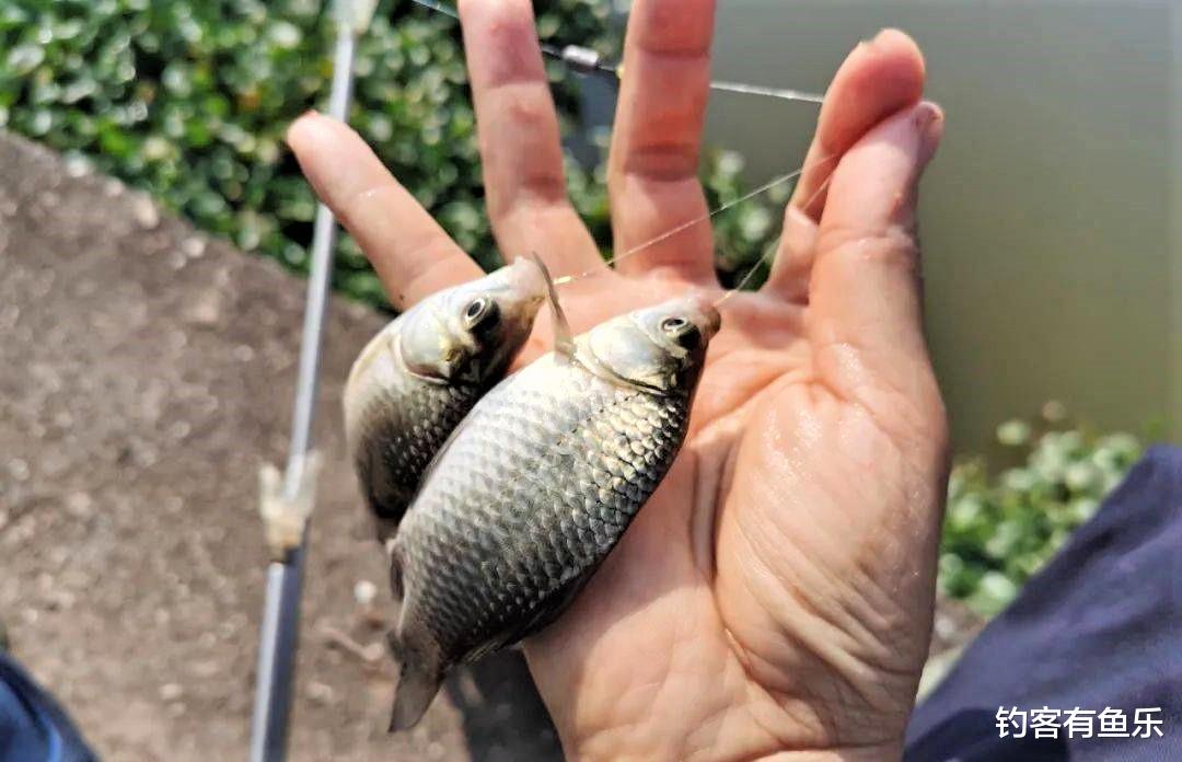 深水区|会调漂不一定就能钓到鱼，这三种情况，不调漂也能钓上鱼