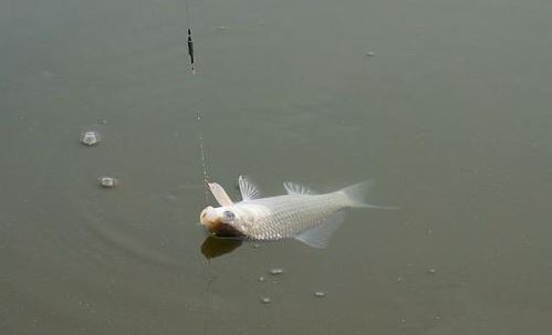 自媒体|在抖音拍摄钓鱼视频累吗?适合新手入坑吗?要注意哪些问题?