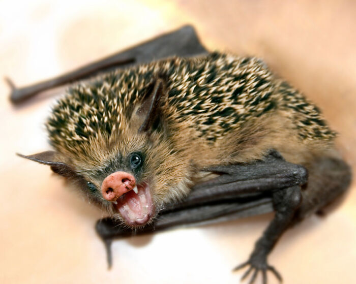  将动物组合在一起，有可爱的，有恐怖的，但它们都很有趣