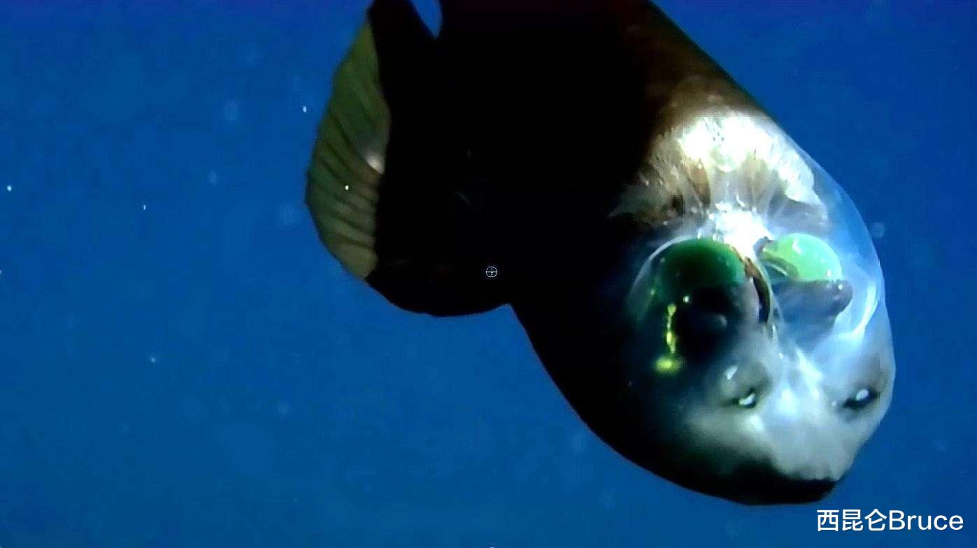 眼睛成X灯？美国加州海岸发现罕见管眼鱼，头部透明似外星生物