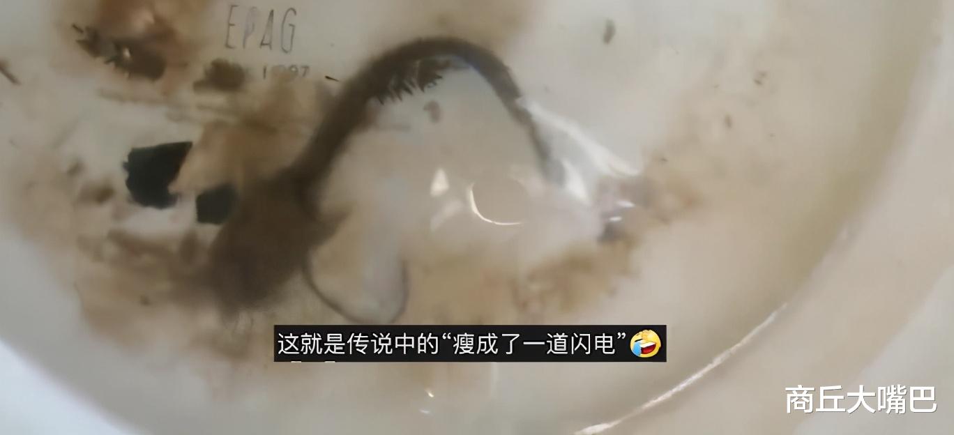 |男子把鲶鱼忘水缸1年没喂食，近期一看难以置信：惊变“蝌蚪”