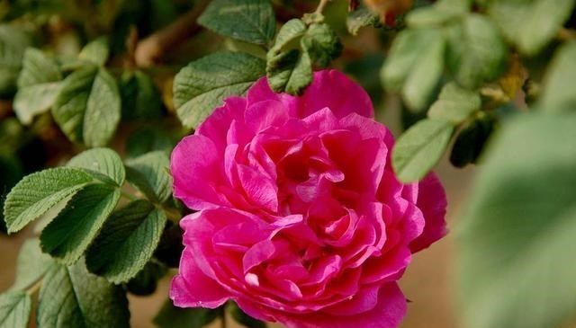 浩浩乐城 平阴六大地方特产：第一个为“中华老字号”，第五个远销全国各地