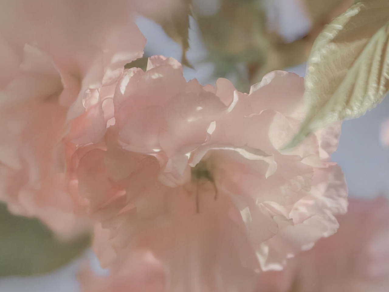 星座师安达|在爱情中，会独立思考的星座，不容易被他人牵着鼻子走