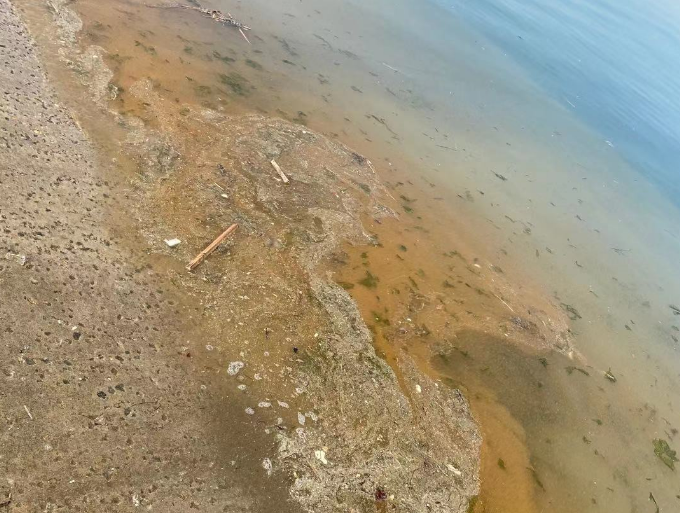 文化关注 网友爆料!烟台这处海边水里漂浮物多,海水有污染!