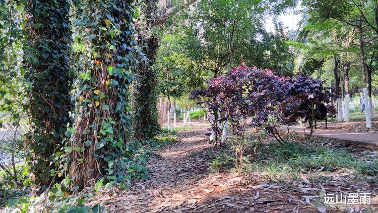 远山墨雨 昆明盘龙江边绿树浓荫、叶子花开，春来江水绿如蓝的景致，美