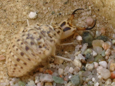 老虎 个头小小的沙牛，名字却比肩老虎，如今数量稀少价格逐年走高