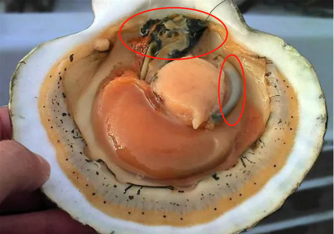 婴幼儿常识|国药育儿知识:进入秋天,鱼虾蟹蚌越来越肥美咯