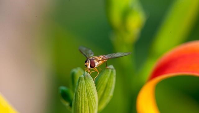 蟑螂 世界十大繁殖能力最强的动物（点评）