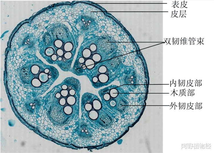 知识点:植物筛管和导管有什么区别?一个是活细胞,一个是死细胞