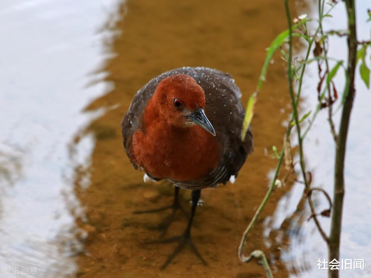 科学家 灭绝的史前生物再次出现，生命是一遍遍的轮回吗？每13万年循环一次