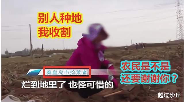 河北老人的“偷菜团”:他们偷走的是白菜,丢失的却是良知和尊严