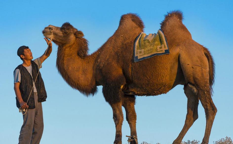 靠吸收自己的脂肪，在沙漠度过数月？这动物生存能力太强了吧！