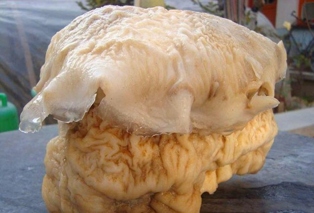 科学家|什么是太岁？不是植物不是动物的一坨“怪肉”，为何能价值百万？