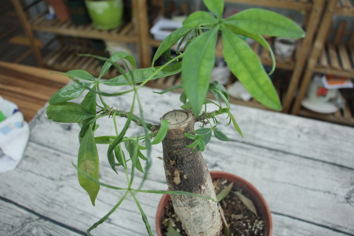 养花大全 这5种花，出了名的难养护，新手花友慎入！