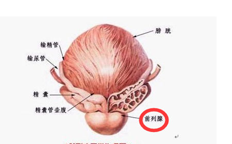 中医李嘉医生|前列腺囊肿会导致男性不育吗？这三大方面需要格外注意！