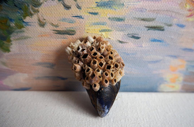 海洋生物 ?藤壶到底多可怕，为何海洋生物都谈“壶”色变？主要下场太残酷