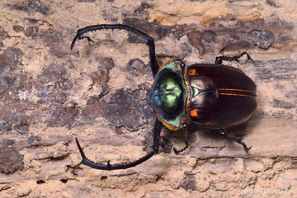 昆虫 12厘米长巨型甲虫，1982年被认为灭绝，如今重现人间