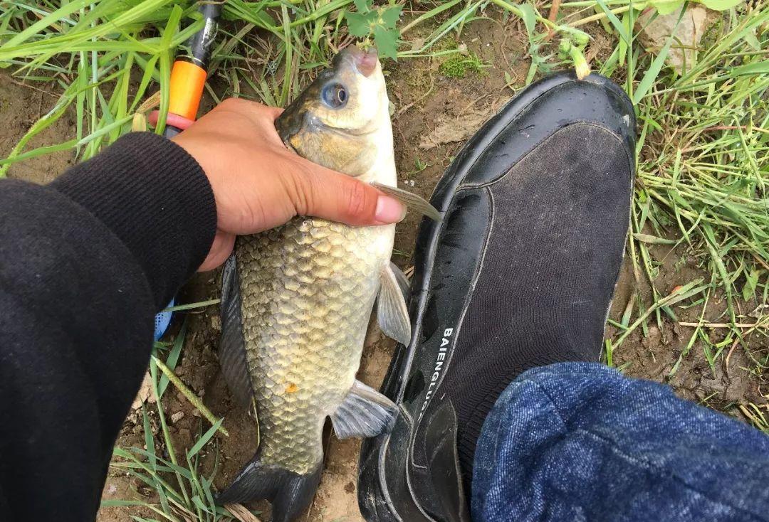 麝香|麝香酒钓鱼是骗局吗？骗局算不上，智商税可真不少！