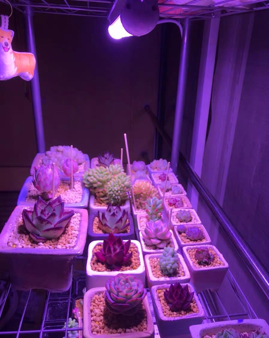 说说家装那点事儿|补光灯有哪些作用？补光灯使用攻略，正确应用，多肉更健康