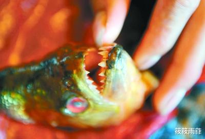 食人鱼 食人鱼真的吃人吗？为什么没有在亚马逊河泛滥？