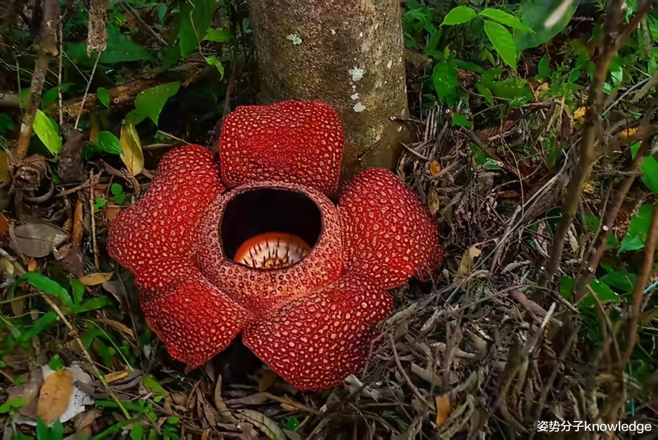 科学家 直径1米，臭味“七里”，印度尼西亚发现臭尸百合，这是什么花？