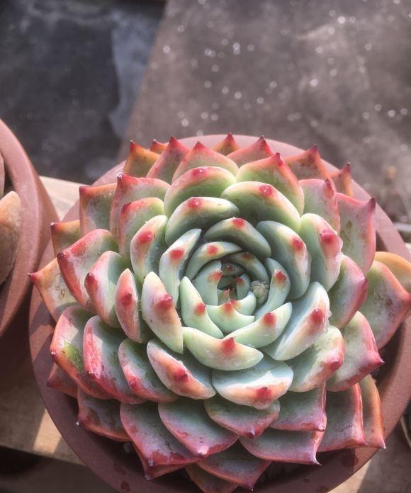 说说家装那点事儿|最受欢迎的10大多肉品种，颜值很高，深受花友喜欢，你养了吗