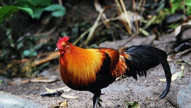  平均寿命只有45天，寿命这么短的鸡，为何会“风靡全球”