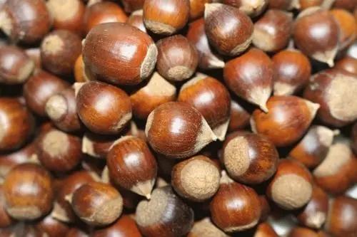 肠胃|玉米是胃炎的“发物”？医生：想胃好，或可常吃这几种食物