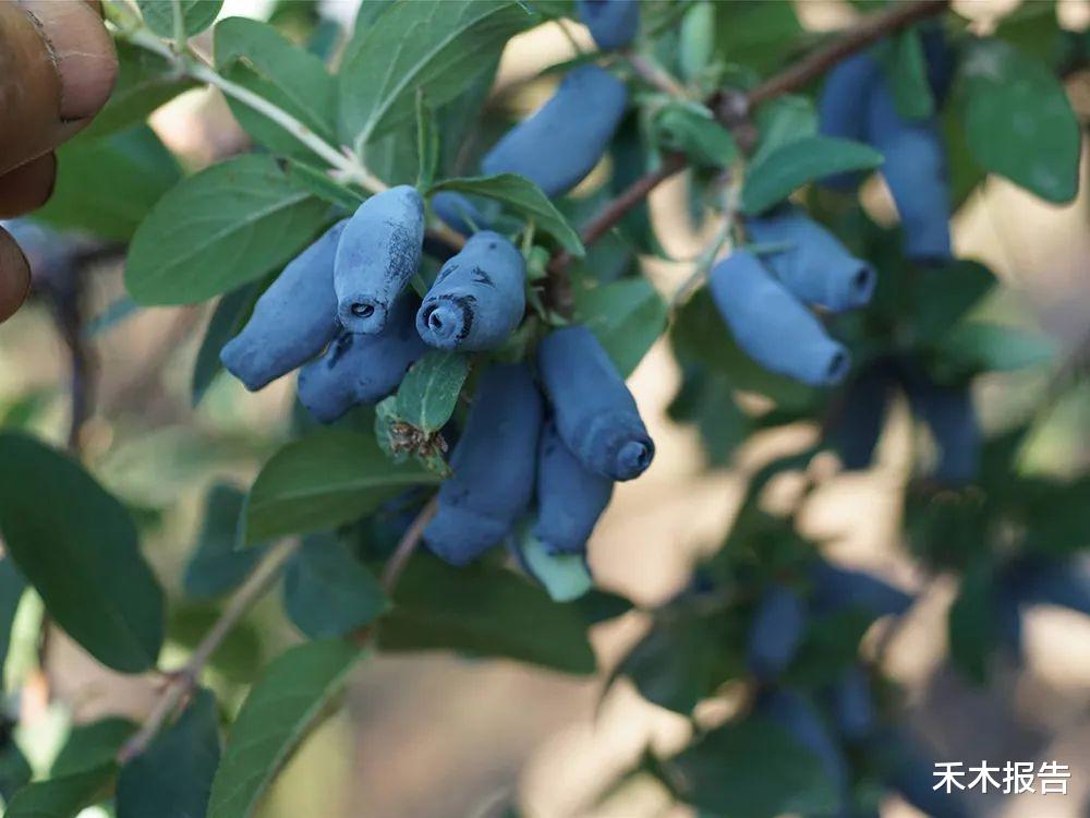 衰老|儿时常吃的零食,如今却成高端水果,农民:炒作的,种了都卖不动