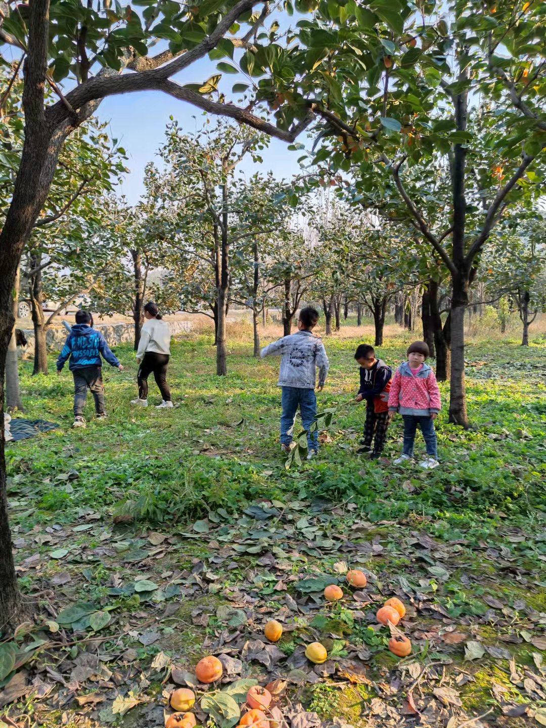 漂凌育儿|秋日阳光正好，枝头柿子黄，带娃一起去田里体验采摘的喜悦吧
