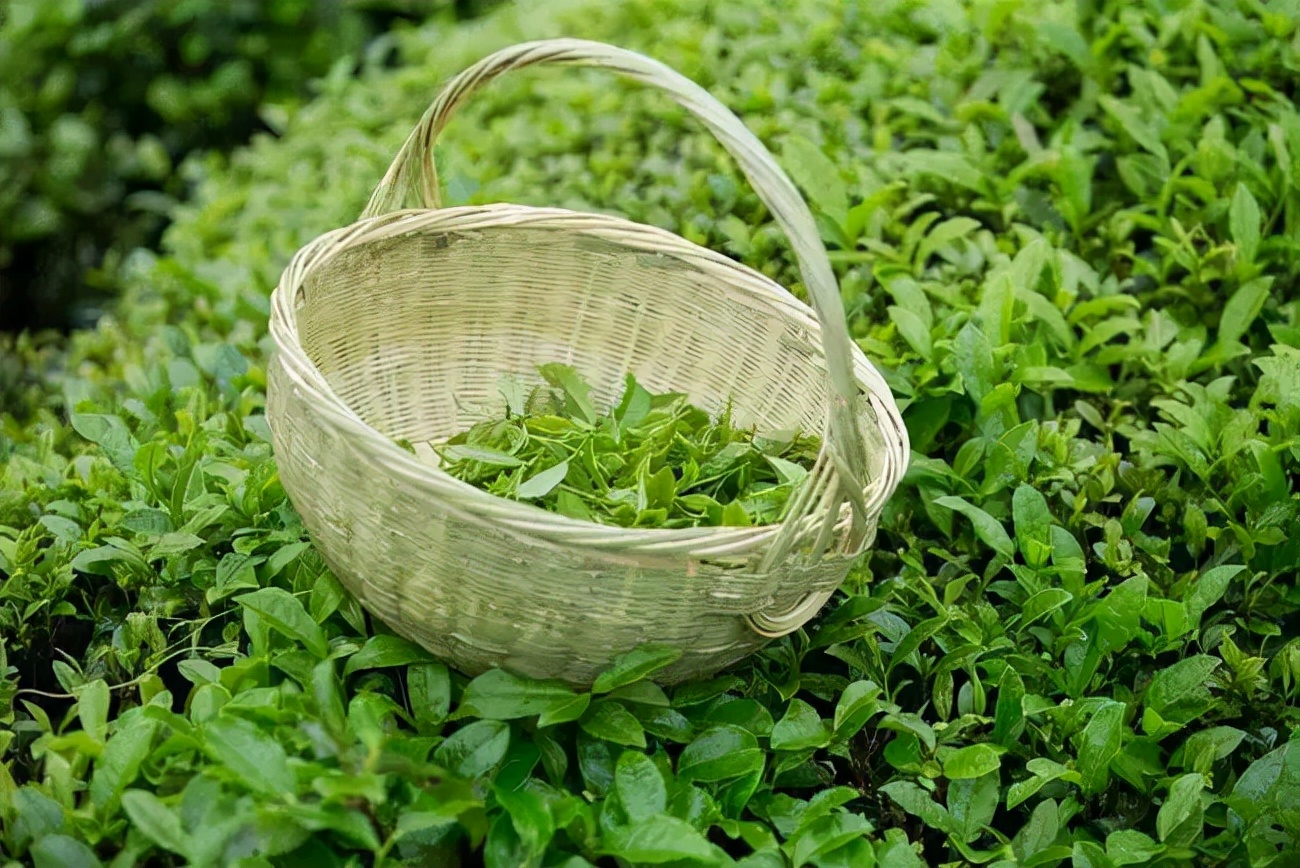 微塑料|大家要警惕！一杯茶水，檢測出140億顆微塑料，有人不知道繼續喝