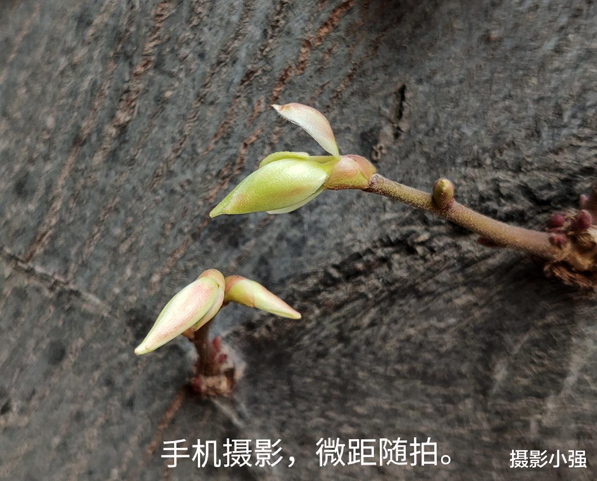 相机|投石问路:从相机到手机,摄影爱好者是否选择双修器材?