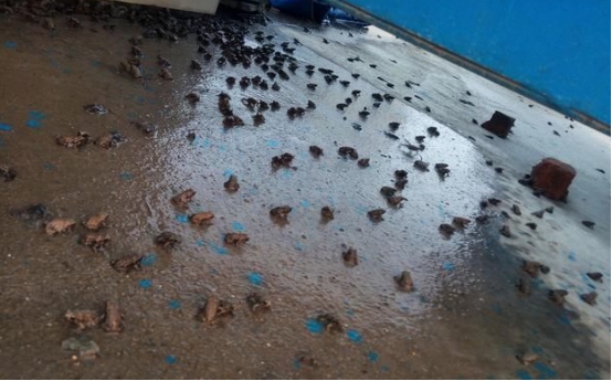 科学家|科学家提出设想：河北大量青蛙开始“迁徙”，是灾难的前兆吗？