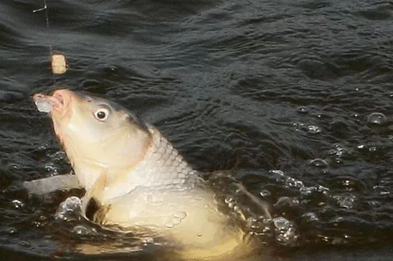 饵料|钓鱼打窝很重要，但是方法千万别用错，会适得其反！——盛世三渔