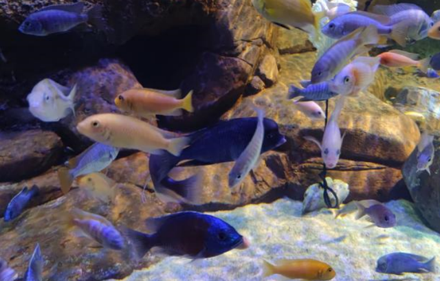 二姐情感客栈 上海海洋水族馆好玩不？挺好玩，也挺开眼