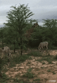 乔杉|神回复：乔杉如果在洗脚城被抓，会退出演艺圈吗？神评笑死人