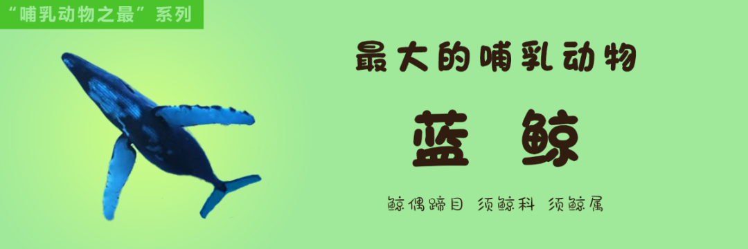 哺乳动物 每天喝400斤奶，长180斤肉，得长成啥样？